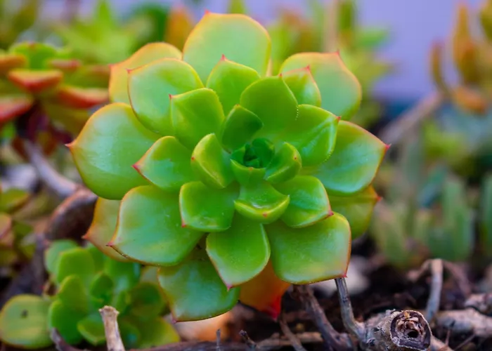 Apartament Casa Di Christina Chania (Crete)