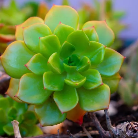 Apartment Casa Di Christina Chania (Crete)